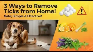 Say Goodbye to Ticks! 3 Proven Ways to Protect Your Dog & Home Naturally