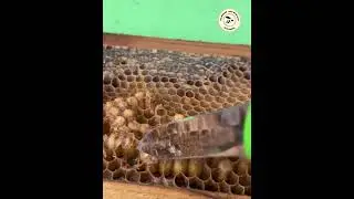 Control natural de varroa sp