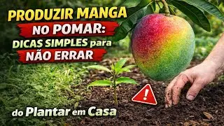 Produzir Manga no Pomar: Dicas Simples para NÃO ERRAR do Plantar em Casa