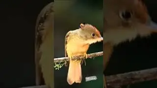 Passerine Bird