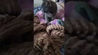 #sweet #kitten #шамзин #cute #захаровна #love #толстаяcat #funny #котбарон #cats #pets #catvideos 😻😻