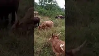 Cows with the longest horns in the world.Ankole cows#silenthustlerug #uganda