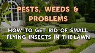How to Get Rid of Small Flying Insects in the Lawn
