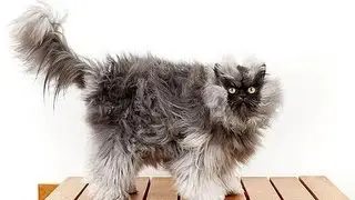 Furry cat 'Colonel Meow' breaks world record