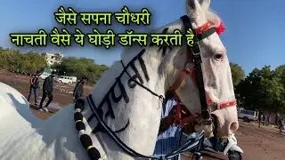 जोधपुर में सपना ने लगायें ठुमके ! इस घोड़ी ने सेम कॉपी किये सपना चौधरी के स्टेप jodhpur horse शो