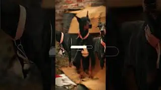 #doberman #trendingshorts #viralshort #youtubeshorts #new