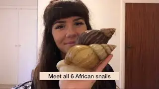 Meet all of my African snails|subspecies breeding, growth and personality traits