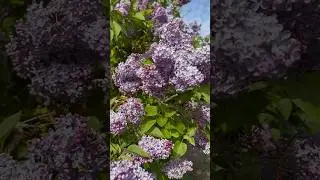 Сирень в полном цвету. Сирень &mdash; отличный выбор для небольшого сада и подходит для дикой природы. ...