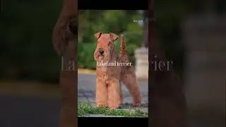 Part 24...know all dog breeds in the world 🌎 #music #dogs #trending #shorts #viral #subscribe