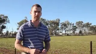Horse Pain Relief