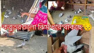 🕊️#pigeon🕊️😍🕊️আমার ছোট্ট পরিবারের নতুন নতুন অতিথি গুলো এখন ফুর্তিতে#new #kabootar #long #video🕊️🔥🕊️😍