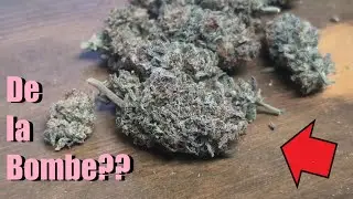 Mon grow est fini ! comment s&eacute;cher son stock, mars hydro fce4800