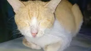 Bengbeng Puspin Cat #petlover #trending #viral