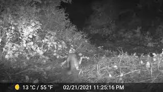 Gray Fox chasing Gray Fox. Animal Tracking with Mark Wienert