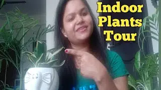 #2020 / my house plants collection tour / low maintenance indoor plant