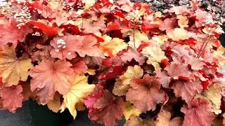 Best Perennials - Heuchera 'Rio' (Coral Bells)