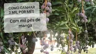 COMO FAZER 3 MIL POR MÊS COM APENAS MIL PÉS DE MANGA PALMER? #AGRICULTURA FAMILIAR