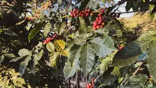 CAF&Eacute; EN LAS ALTURAS - DOCUMENTAL EN AMATEPEC EDOMEX.