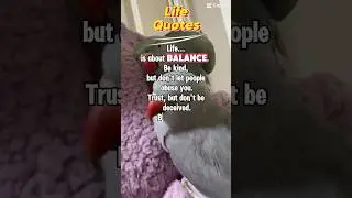 🦜#lifeshorts #shorts #bekind #staypositivequotes #positiveshorts #petshorts #birdshorts