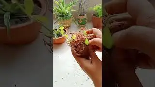 Green leaf propagation #shorts #shortsfeed #youtubeshorts