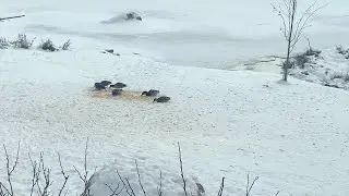 Second Wave of Ducks