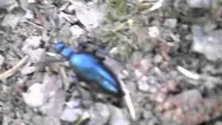 Joli insecte en for&ecirc;t normande