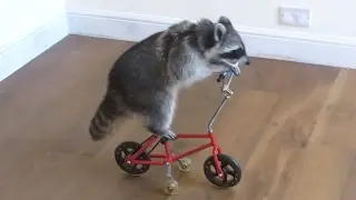 🌟🔷Smart Animals Compilation 🔷🌟 - Funny Clever Pets