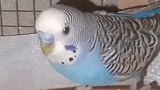 Happy budgie #rbnbirds #budgies #birds #parrot #pets #live 