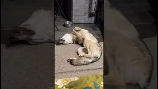 База😁 все в хозяев #czechoslovakianwolfdog#влчак#собака#dog#doglover#viral#dogshorts#viralvideo#top