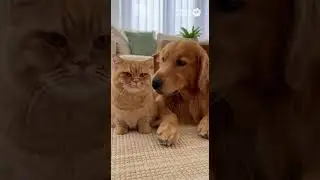 He bit me and acted innocent😂 Watch this sneaky move #cat #animals #pets