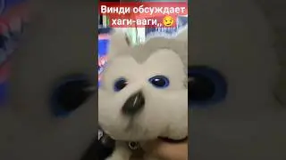 #windy31  винди обсуждает хаги!!!:)