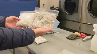 Cotton Breeding