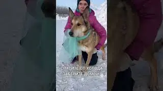 Хьюго из приюта ищет дом / Москва, Некрасовка