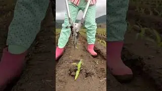 Modern seedlings planting tool| Helpful farming tool for corn farming #shorts #tools