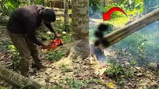 Excellent Work Cutting the big Wood With the mini chainsaw in The Forest