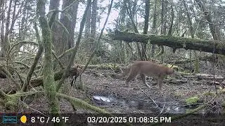 Bear Creek Mountain Lion looking for lunch