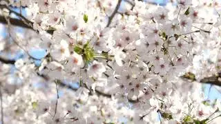 Panasonic LX100m2 4K Sample (Cherry Blossoms)
