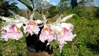 Trichopilia suavis