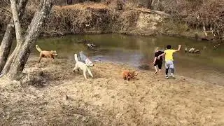Georgie has a fun day at the dog park!