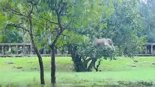 King Sweet Pea jump down from high tree into water, Funny video with Sweet Pea, Sweet Pea monkey