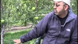 CASC on-the-fly Tree Counter