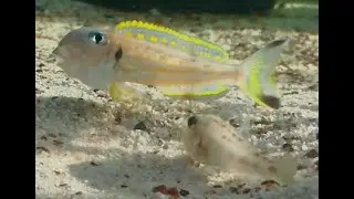 Xenotilapia Ochrogenys Brooding