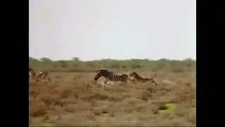The Living Edens : Lioness catches a Zebra