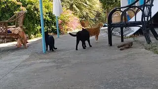 Harry, Keira, Momo & William (All blind)