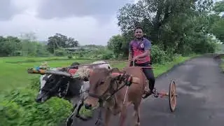 ।। रॉबर्ट & माऊली तूफ़ानि फ़ेरा ।। #bullockride #lovesongs #music #bull #bullock #lovemusic