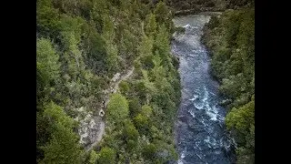 The Power of Bush Therapy