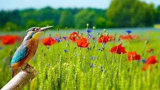 Magical Forest Birds Sounds For Positive Energy!