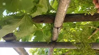 Table grabe planting at home 🏠 بهترین تریق پرورش انگور در خانه 