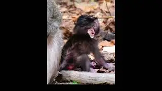 Lovely Tiny Baby Monkey Trying To Walk #animallife #babymonkeys #wildlifeentertainment #animals