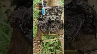 Cow Hoof Doctor Watch This! Satisfying Hoof Cleaning & Nail Removal on a Cow